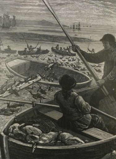 1880 Engraving of Great Auks on Funk Island