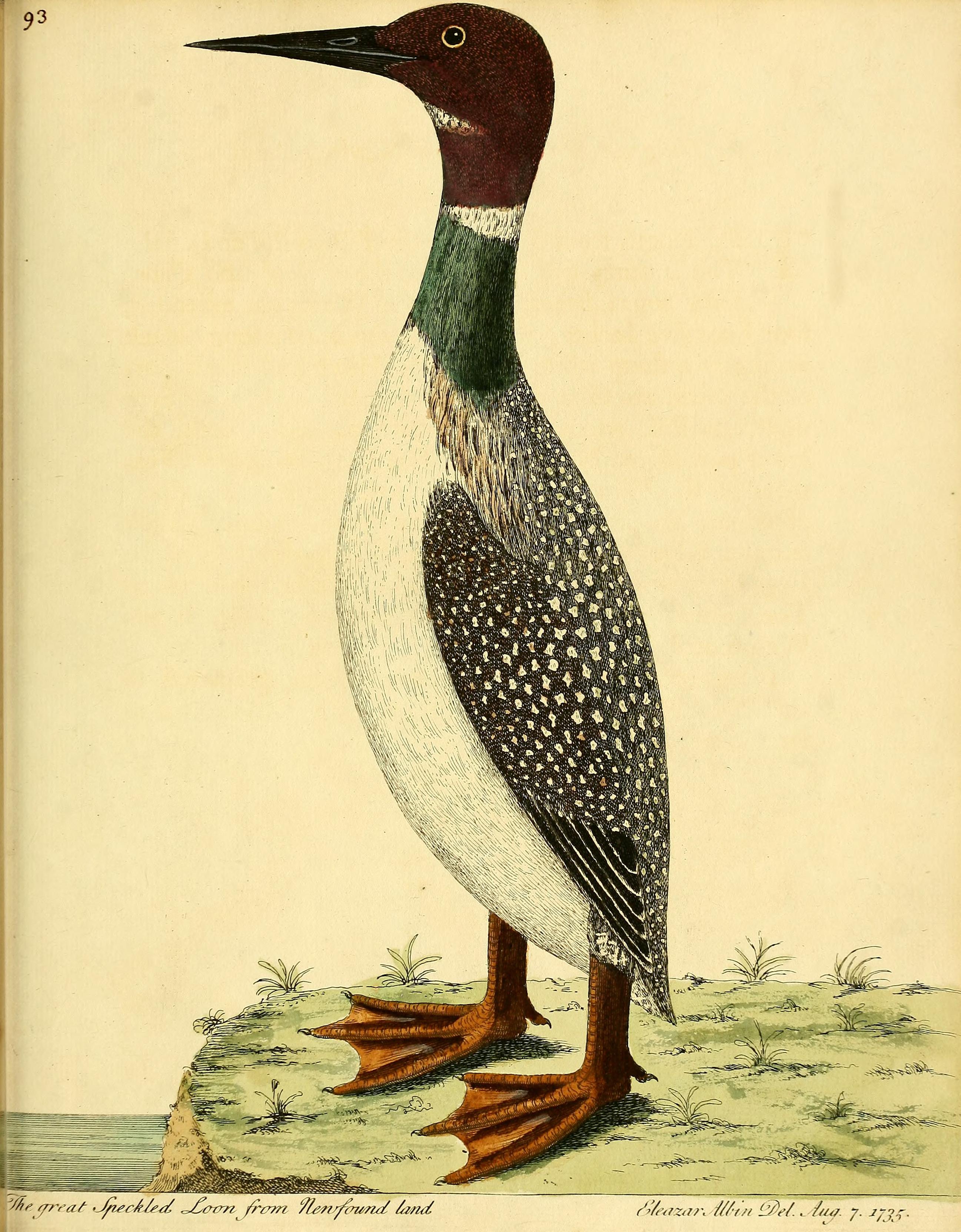 Great Speckled Loon