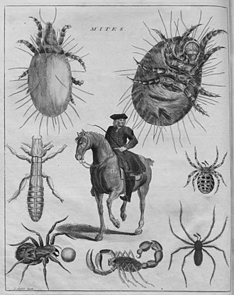 Frontispiece from 1736 edition of The Natural History of Spiders and other Curious Insects