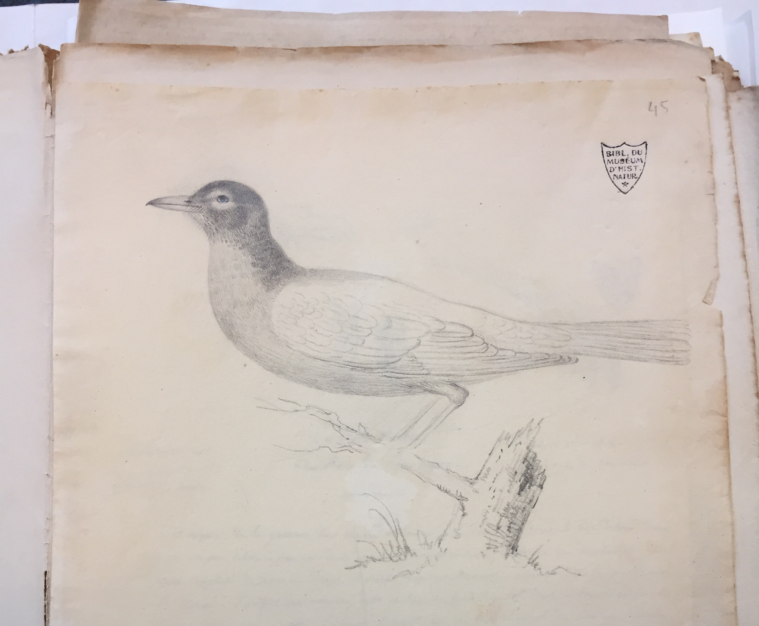 American Robin:  Merle de T[erre] N[euve]