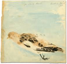 Watercolour of a Snow Bunting by Elizabeth Simcoe