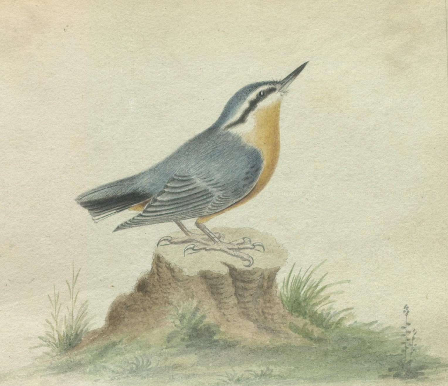 St. Lawrence Povoine (Red-breasted Nuthatch)