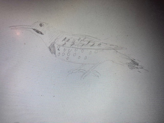 Sketch of a Northern Flicker