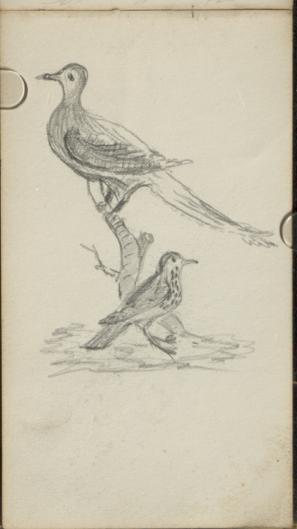 Sketch of a Passenger Pigeon and Wood Thrush