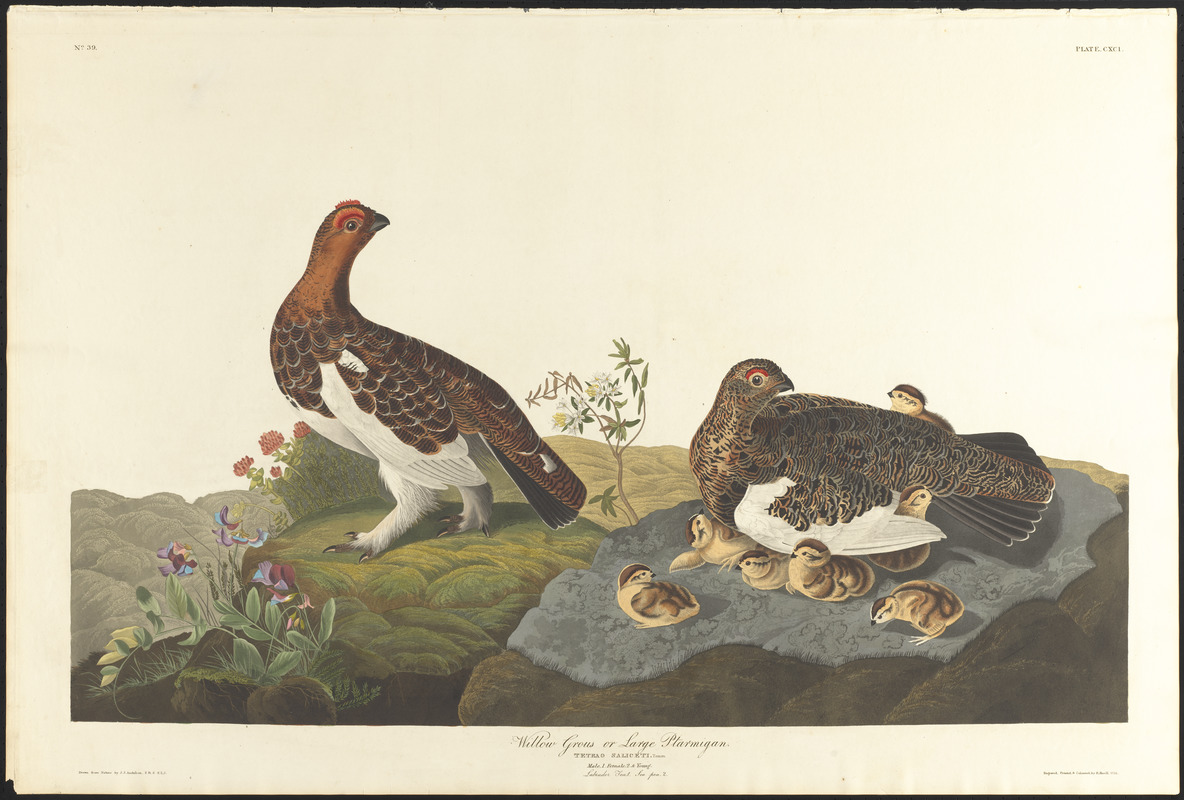 Willow Grous or Large Ptarmigan